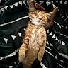 Torch is registered to the contest to win money with this photo: kitten, cat, sleeping, hand, blanket, fur, orange, tabby, cozy, bed, pattern, comfort, cute, pet, rest, domestic_animal, relaxation, indoor, soft, nap