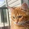 Torch joined the competition — help win amazing prizes! cat, orange_cat, fluffy, whiskers, close_up, portrait, pet, animal, feline, outdoor, porch, railing, window, daylight, soft_light, curious, domestic_cat, young_cat, fur, ears