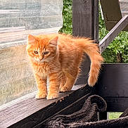 Torch is registered to the contest to win money with this photo: orange_kitten, cat, kitten, wooden_railing, porch, outdoor, greenery, blanket, hammock, pet, animal, feline, young_cat, curious, fur, small_animal, window, daylight, nature, domestic_animal