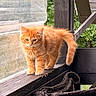 orange_kitten, cat, kitten, wooden_railing, porch, outdoor, greenery, blanket, hammock, pet, animal, feline, young_cat, curious, fur, small_animal, window, daylight, nature, domestic_animal
