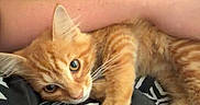 Torch joined the competition — help win amazing prizes! cat, kitten, orange_tabby, pet, animal, cute, feline, whiskers, paw, fur, resting, snuggling, human_arm, cozy, indoor, black_and_white, pattern, soft, closeup, curious