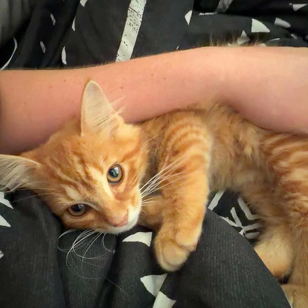 Torch joined the competition — help win amazing prizes! cat, kitten, orange_tabby, pet, animal, cute, feline, whiskers, paw, fur, resting, snuggling, human_arm, cozy, indoor, black_and_white, pattern, soft, closeup, curious