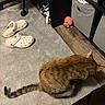 Tree joined the competition — help win amazing prizes! cat, tabby_cat, carpet, indoor, shoes, crocs, storage_bins, plush_toy, floor, wood_flooring, furniture, pet, animal, cozy, home, curious, tabby, tail, quiet, investigation