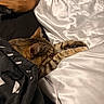 cat, tabby, sleeping, blanket, comforter, bed, fur, cozy, resting, indoor, pet, animal, striped, whiskers, ears, paws, fabric, soft, relaxation, cute
