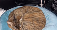 Tree is registered to the contest to win money with this photo: bed, black_cushion, blanket, blue_cushion, cat, comfort, cozy, curled_up, domestic_animal, feline, furniture, hand, indoor, pet, pillow, resting, sleeping, soft, striped, tabby