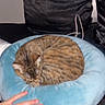 Tree is registered to the contest to win money with this photo: cat, tabby, sleeping, curled_up, blue_cushion, hand, bed, pillow, indoor, cozy, pet, feline, striped, resting, soft, domestic_animal, comfort, black_cushion, furniture, blanket