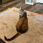 Tree joined the competition — help win amazing prizes! cat, tabby, carpet, wooden_floor, bookshelf, books, cat_toy, orange_stick, feathers, indoor, pet, feline, curious, looking_back, floor, furniture, home, playful, animal, domestic