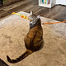 cat, tabby, carpet, wooden_floor, bookshelf, books, cat_toy, orange_stick, feathers, indoor, pet, feline, curious, looking_back, floor, furniture, home, playful, animal, domestic