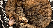 Tree joined the competition — help win amazing prizes! cat, tabby, sleeping, curled_up, pet, animal, feline, fur, whiskers, ear, tail, blanket, pattern, black_and_white, indoor, resting, cute, cozy, bedroom, nap