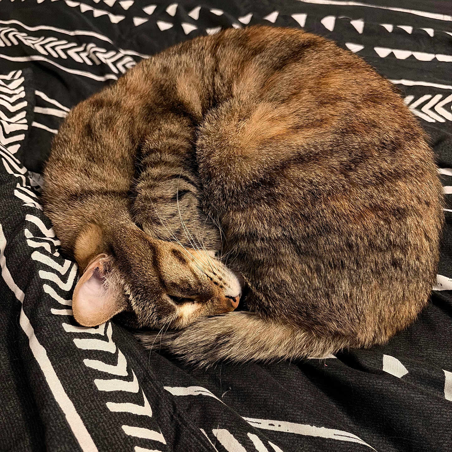 Tree joined the competition — help win amazing prizes! cat, tabby, sleeping, curled_up, pet, animal, feline, fur, whiskers, ear, tail, blanket, pattern, black_and_white, indoor, resting, cute, cozy, bedroom, nap