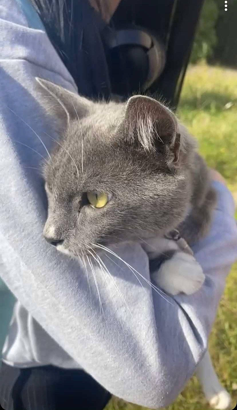 Smoke participe au concours pour gagner de l'argent avec cette photo : black_cat, carnivore, cat, chartreux, claw, comfort, domestic_short_haired_cat, ear, felidae, fur, gesture, grass, grey, paw, russian_blue, small_to_medium_sized_cats, snout, tail, terrestrial_animal, whiskers