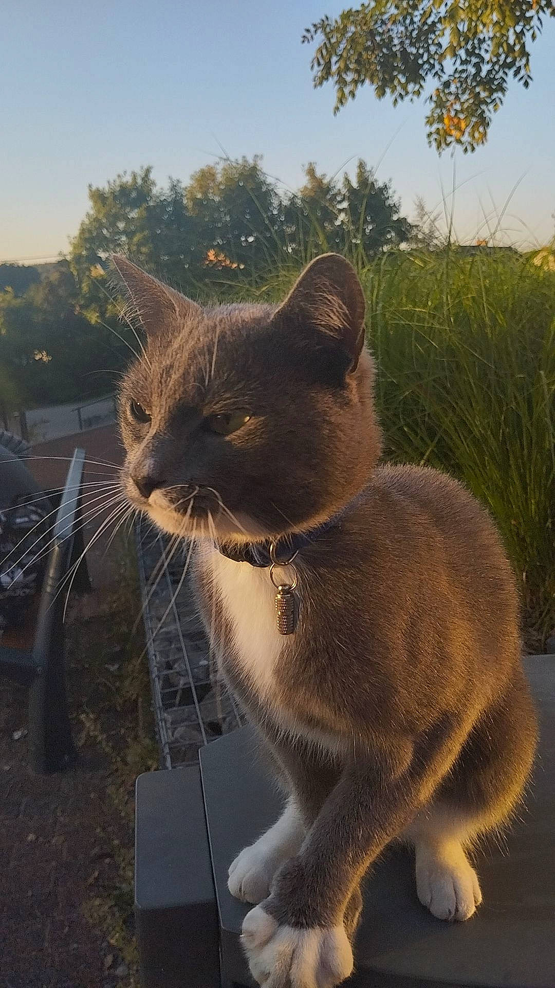 Smoke a rejoint le concours — aidez-le/la à gagner de superbes lots ! carnivore, cat, domestic_short_haired_cat, fawn, felidae, fur, grass, landscape, plant, shadow, sitting, sky, small_to_medium_sized_cats, snout, sunlight, tail, terrestrial_animal, tree, whiskers, wildlife