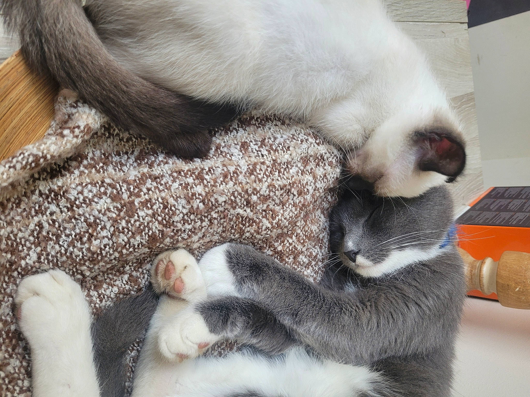 Smoke a rejoint le concours — aidez-le/la à gagner de superbes lots ! carnivore, cat, cat_supply, claw, comfort, companion_dog, dog_breed, domestic_short_haired_cat, fawn, felidae, fur, mammal, nap, paw, siamese, small_to_medium_sized_cats, tail, terrestrial_animal, whiskers, white