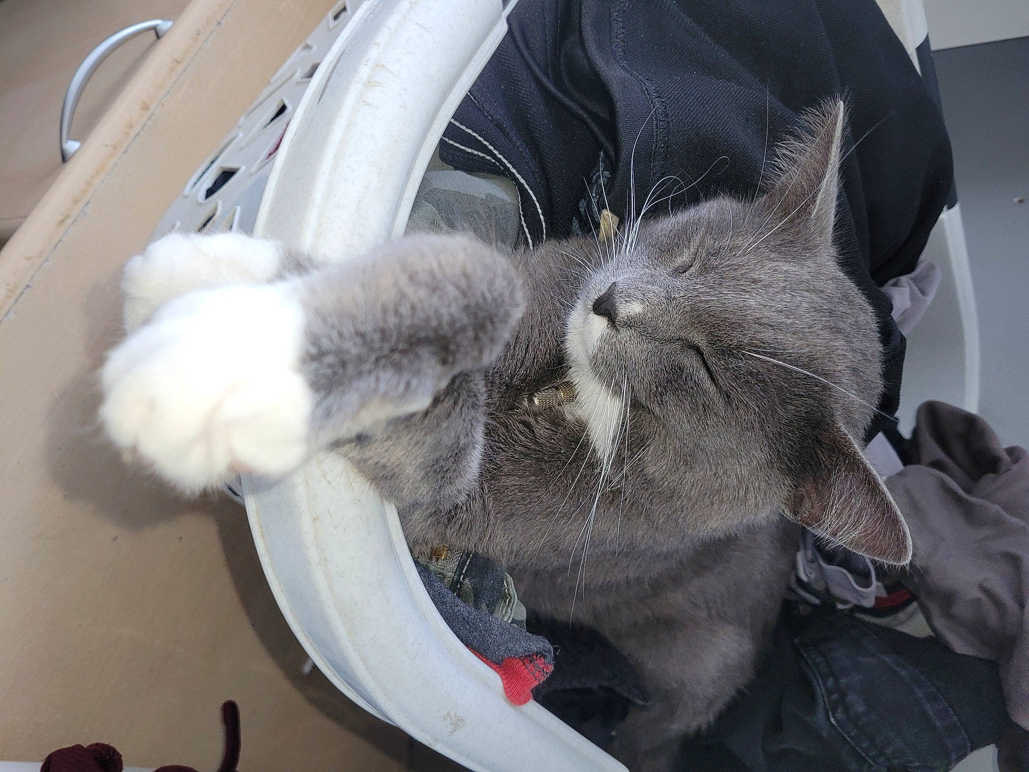 Smoke a rejoint le concours — aidez-le/la à gagner de superbes lots ! auto_part, automotive_tire, canidae, carnivore, cat, claw, comfort, domestic_short_haired_cat, felidae, fur, human_leg, paw, russian_blue, small_to_medium_sized_cats, snout, sporting_group, steering_wheel, tail, whiskers, windshield