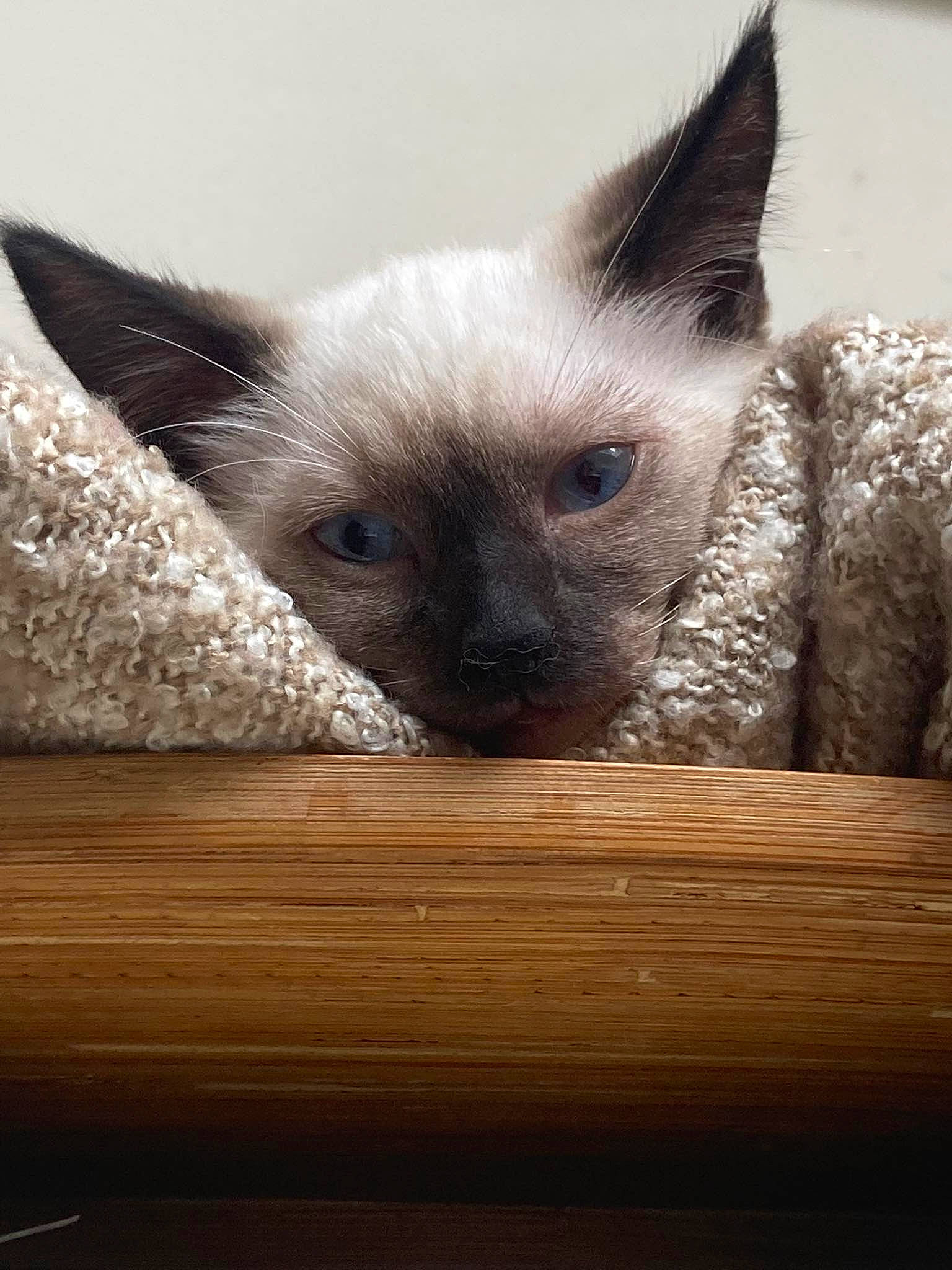 Milo participe au concours pour gagner de l'argent avec cette photo : balinese, birman, carnivore, cat, domestic_short_haired_cat, ear, eye, fawn, felidae, fur, hardwood, head, siamese, small_to_medium_sized_cats, snout, terrestrial_animal, thai, tonkinese, whiskers, wood