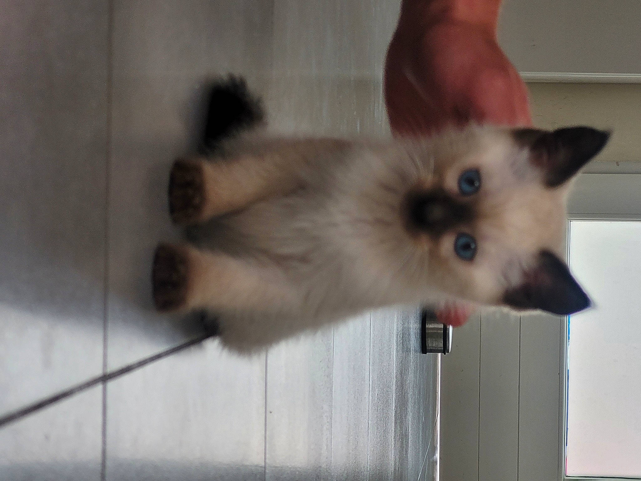 Milo a rejoint le concours — aidez-le/la à gagner de superbes lots ! balinese, birman, carnivore, cat, fawn, felidae, flooring, fur, iris, siamese, small_to_medium_sized_cats, snout, tail, terrestrial_animal, thai, whiskers