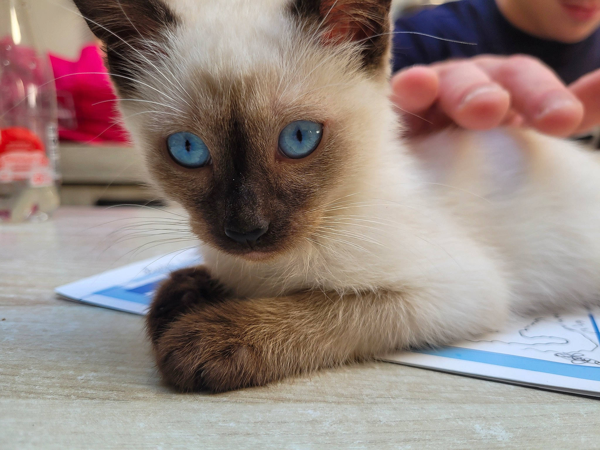 Milo participe au concours pour gagner de l'argent avec cette photo : balance, carnivore, cat, curious, domestic_short_haired_cat, eye, fawn, felidae, fur, siamese, small_to_medium_sized_cats, snout, terrestrial_animal, whiskers