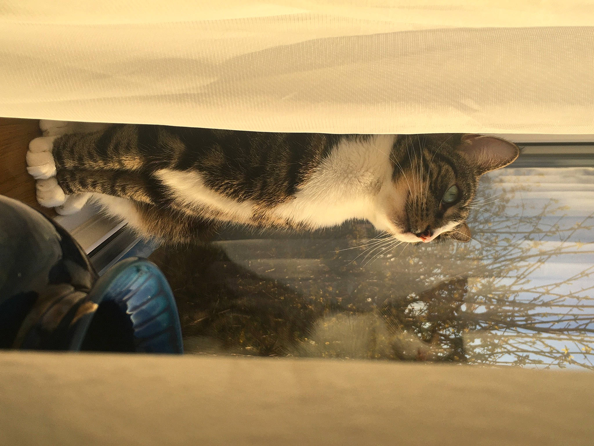 Arlo is registered to the contest to win money with this photo: art, carnivore, cat, felidae, fur, horizon, landscape, ocean, reflection, sand, shadow, sky, small_to_medium_sized_cats, tail, tints_and_shades, visual_arts, whiskers, wildlife, wind_wave, wood