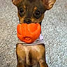 dog, toy, orange, carpet, blanket, small_dog, pet, ears, indoor, cute, brown_dog, canine, playful, looking, standing, animal, fur, front_legs, household, young_dog