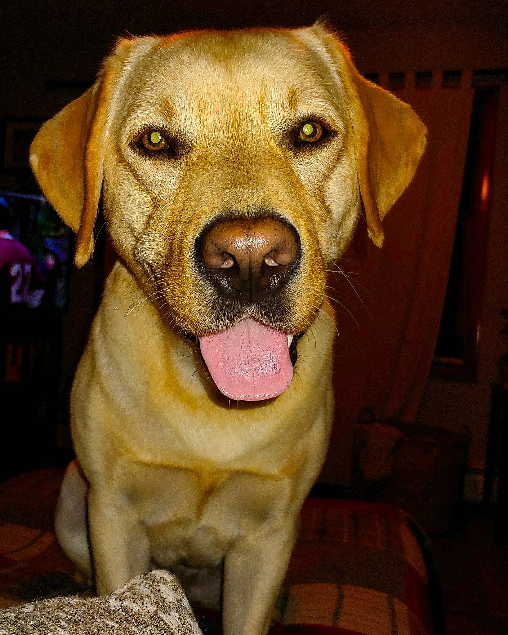 Clyde joined the competition — help win amazing prizes! beagador, broholmer, canidae, carnivore, dog, dog_breed, facial_expression, fawn, hunting_dog, labrador_retriever, mammal, nose, retriever, rhodesian_ridgeback, snout, sporting_group, tongue, vertebrate, whiskers, yellow