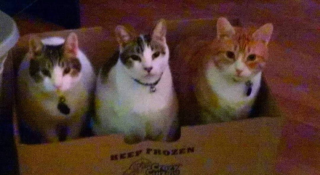 Cappie is registered to the contest to win money with this photo: box, carnivore, cat, cat_supply, collar, domestic_short_haired_cat, event, felidae, font, fur, paw, pet_supply, photo_caption, rectangle, small_to_medium_sized_cats, smile, whiskers