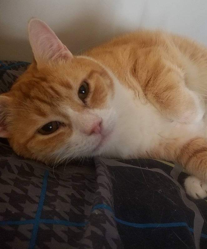 Cappie is registered to the contest to win money with this photo: carnivore, cat, claw, comfort, domestic_short_haired_cat, ear, fawn, felidae, fur, paw, sitting, small_to_medium_sized_cats, tail, whiskers, wood