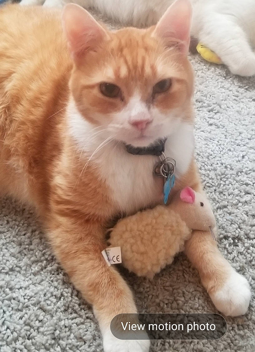 Cappie is registered to the contest to win money with this photo: art, carnivore, cat, claw, companion_dog, domestic_short_haired_cat, fawn, felidae, foot, fur, paw, photo_caption, sitting, small_to_medium_sized_cats, snout, tail, terrestrial_animal, toy, whiskers