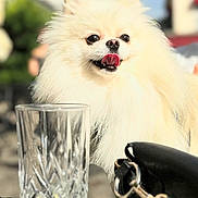 Yuki a rejoint le concours — aidez-le/la à gagner de superbes lots ! dog, pomeranian, fluffy, white, tongue_out, pet, animal, glass, crystal_glass, purse, leather_purse, outdoor, blurred_background, sunlight, cute, small_dog, happy, closeup, table, daylight