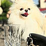 dog, pomeranian, fluffy, white, tongue_out, pet, animal, glass, crystal_glass, purse, leather_purse, outdoor, blurred_background, sunlight, cute, small_dog, happy, closeup, table, daylight