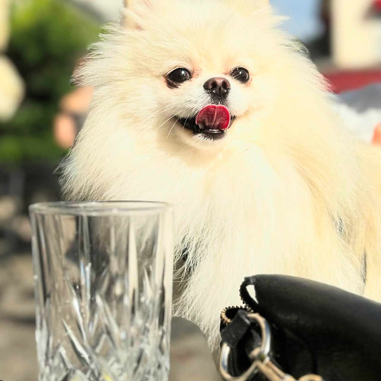 Yuki a rejoint le concours — aidez-le/la à gagner de superbes lots ! animal, blurred_background, closeup, crystal_glass, cute, daylight, dog, fluffy, glass, happy, leather_purse, outdoor, pet, pomeranian, purse, small_dog, sunlight, table, tongue_out, white
