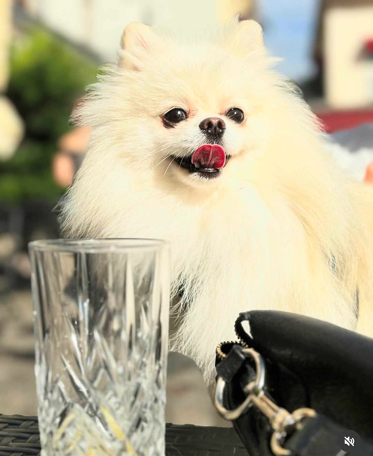 Yuki a rejoint le concours — aidez-le/la à gagner de superbes lots ! dog, pomeranian, fluffy, white, tongue_out, pet, animal, glass, crystal_glass, purse, leather_purse, outdoor, blurred_background, sunlight, cute, small_dog, happy, closeup, table, daylight