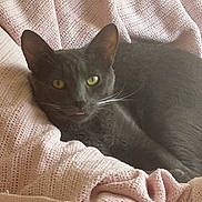 Cedric Diggory is registered to the contest to win money with this photo: cat, black_cat, gray_cat, pet, animal, feline, green_eyes, whiskers, ears, blep, lying_down, relaxed, blanket, pink_blanket, cozy, indoor, close_up, portrait, soft_lighting, cuddly