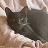 cat, black_cat, gray_cat, pet, animal, feline, green_eyes, whiskers, ears, blep, lying_down, relaxed, blanket, pink_blanket, cozy, indoor, close_up, portrait, soft_lighting, cuddly