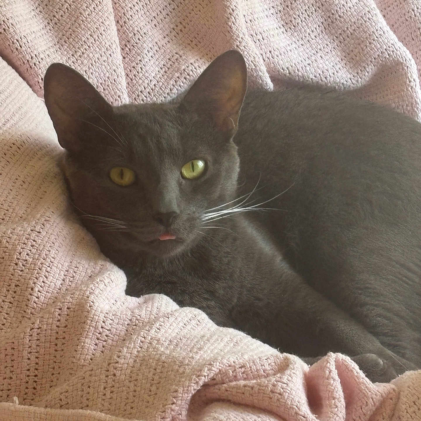 Cedric Diggory is registered to the contest to win money with this photo: cat, black_cat, gray_cat, pet, animal, feline, green_eyes, whiskers, ears, blep, lying_down, relaxed, blanket, pink_blanket, cozy, indoor, close_up, portrait, soft_lighting, cuddly