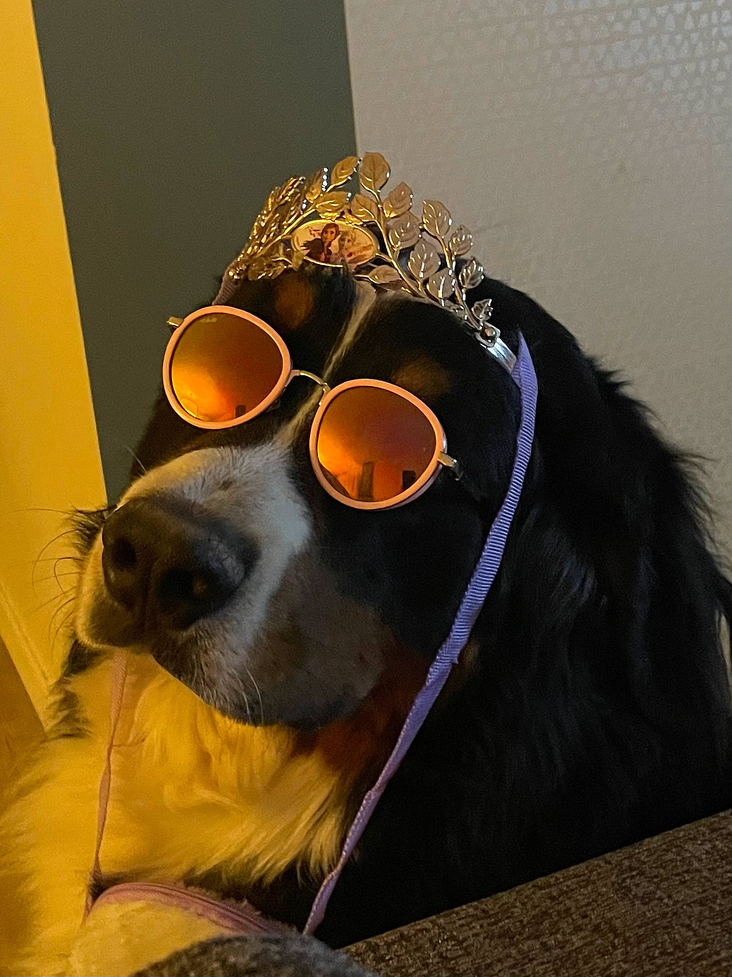 Rio participe au concours pour gagner de l'argent avec cette photo : art, audio_equipment, carnivore, comfort, companion_dog, dog, dog_breed, eyewear, facial_hair, fashion_accessory, fur, glasses, goggles, personal_protective_equipment, selfie, snout, sunglasses, vision_care, whiskers, working_animal