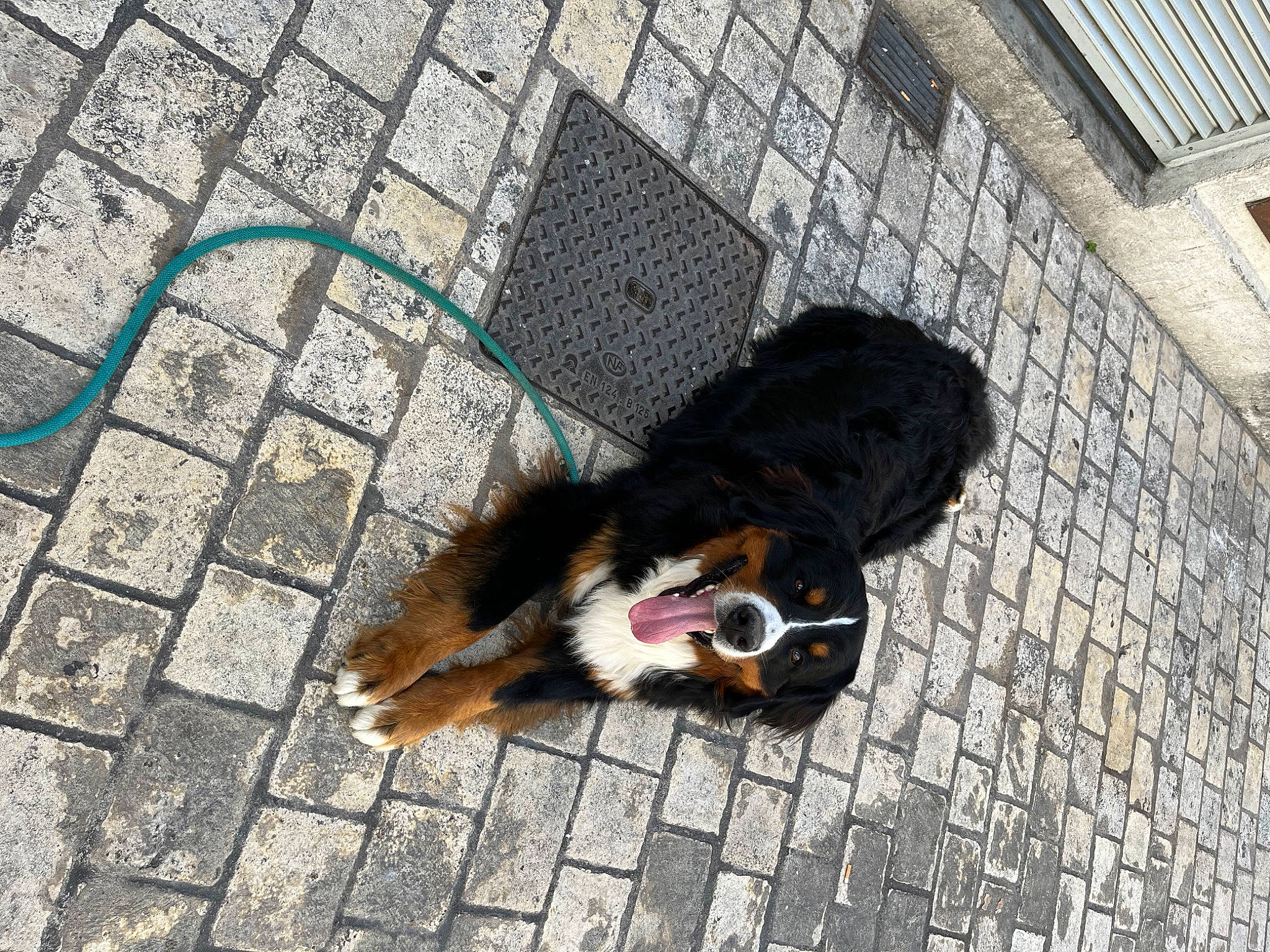 Rio a rejoint le concours — aidez-le/la à gagner de superbes lots ! asphalt, brick, canidae, carnivore, cobblestone, companion_dog, concrete, dog, dog_breed, dog_supply, flooring, leash, pet_supply, road, road_surface, sidewalk, snout, sporting_group, wall, whiskers