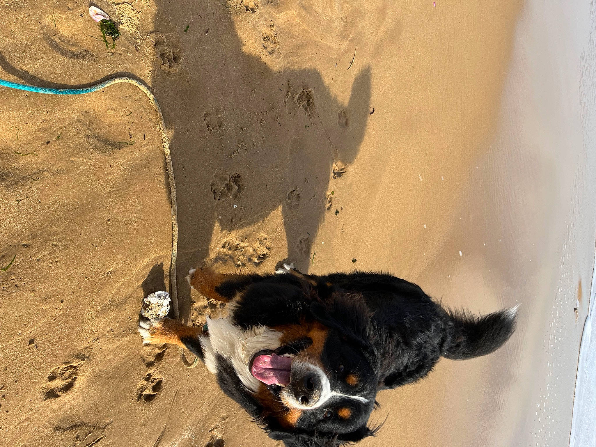 Rio participe au concours pour gagner de l'argent avec cette photo : art, canidae, carnivore, collar, companion_dog, dog, dog_breed, eyewear, fawn, landscape, leash, paw, pet_supply, sand, shadow, snout, sporting_group, tail, terrestrial_animal, working_animal