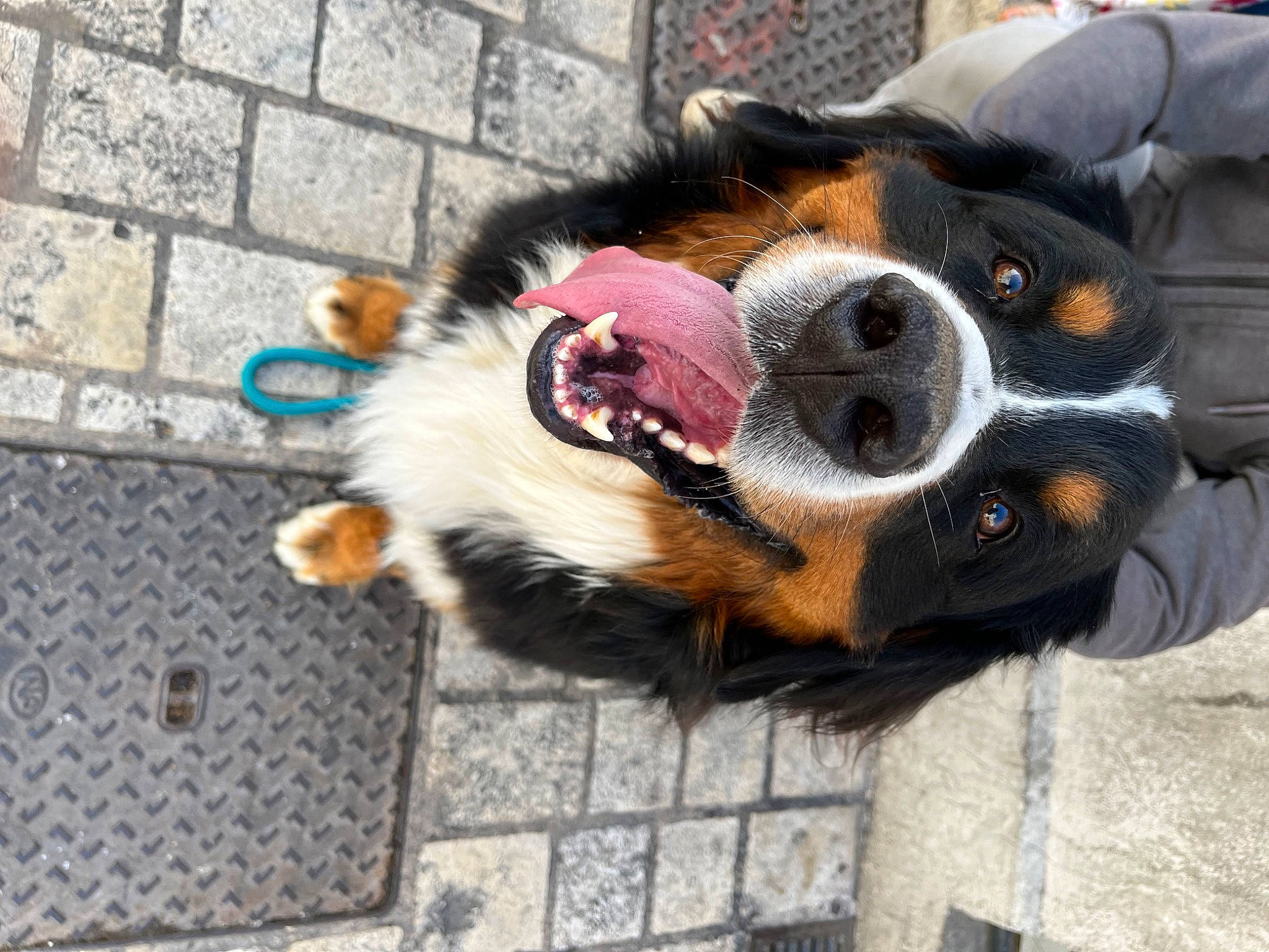 Rio participe au concours pour gagner de l'argent avec cette photo : bernese_mountain_dog, brick, canidae, carnivore, collar, companion_dog, dog, dog_breed, dog_supply, eyewear, fawn, flooring, leash, paw, pet_supply, road_surface, snout, sporting_group, street_fashion, whiskers