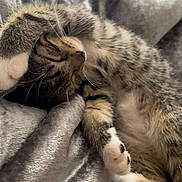 Skylar is registered to the contest to win money with this photo: cat, tabby_cat, sleeping, relaxed, upside_down, cute, pet, animal, whiskers, paws, white_paws, striped_fur, fluffy, belly, indoors, blanket, cozy, close_up, portrait, nap