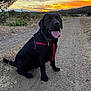 Verveine a rejoint le concours — aidez-le/la à gagner de superbes lots ! dog, black_labrador, sunset, outdoor, dirt_path, harness, tongue_out, animal, nature, sky, clouds, hill, tree, field, happy, pet, canine, sitting, landscape, evening