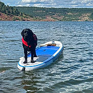 Verveine a rejoint le concours — aidez-le/la à gagner de superbes lots ! dog, black_dog, paddleboard, life_jacket, water, lake, outdoor, nature, sky, clouds, reflection, animal, pet, adventure, summer, greenery, hills, daytime, recreation, floating