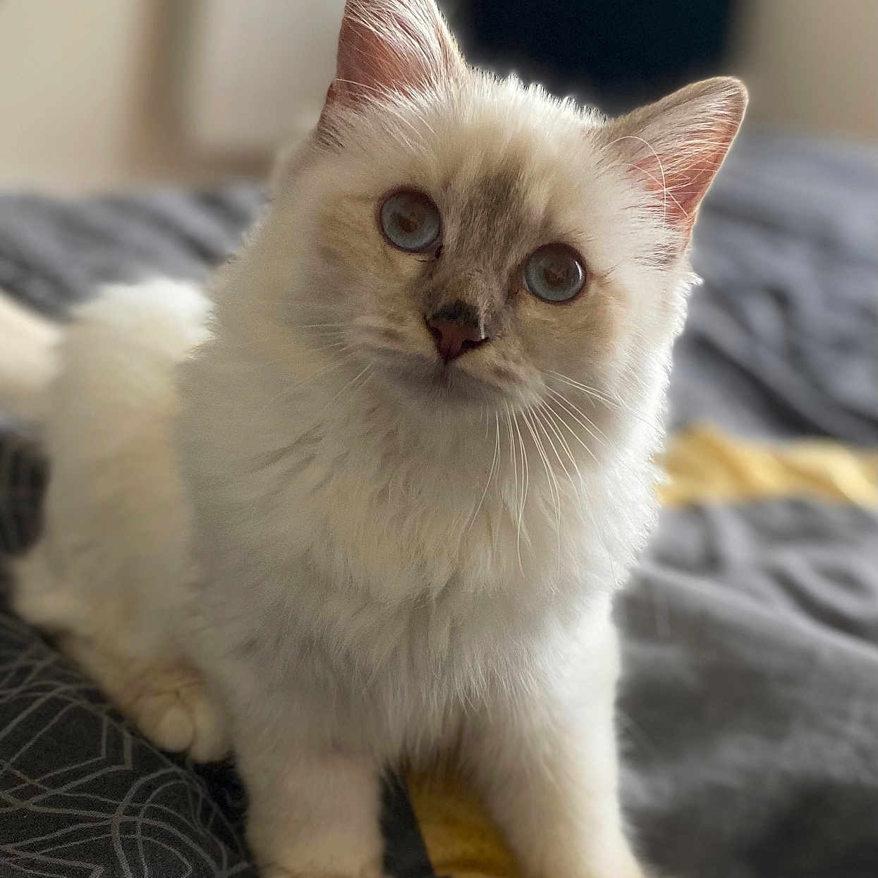 Yumi a rejoint le concours — aidez-le/la à gagner de superbes lots ! animal, bed, bedding, blue_eyes, cat, close_up, curious, cute, domestic, feline, fluffy, fur, indoor, pet, portrait, sitting, soft, whiskers, white, young