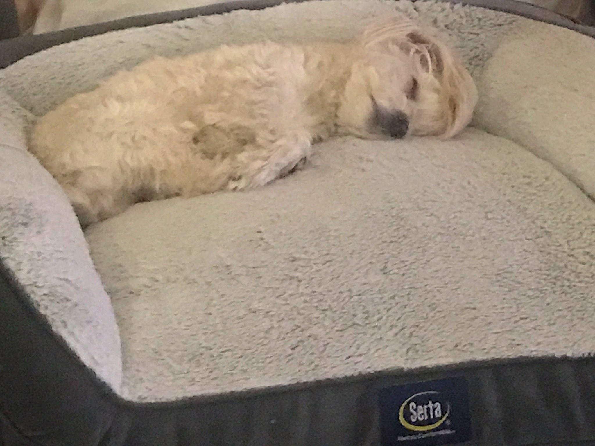 Puppy is registered to the contest to win money with this photo: canidae, carnivore, companion_dog, dog, dog_bed, dog_breed, goldendoodle, non_sporting_group, toy_dog