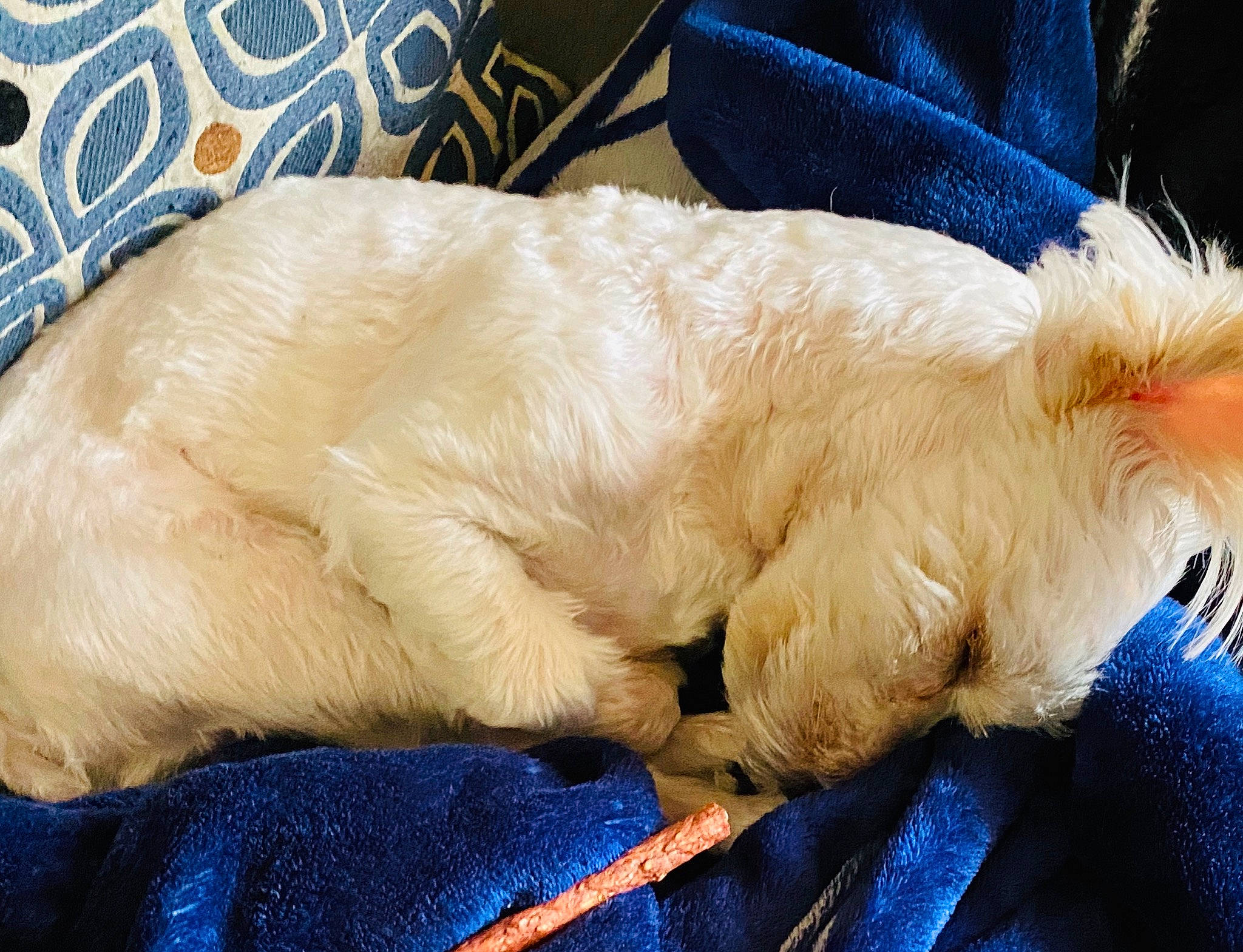 Puppy joined the competition — help win amazing prizes! canidae, carnivore, cockapoo, companion_dog, dog, dog_breed, ear, fur, maltese, nap, puppy, puppy_love, schnoodle, sporting_group, toy_dog