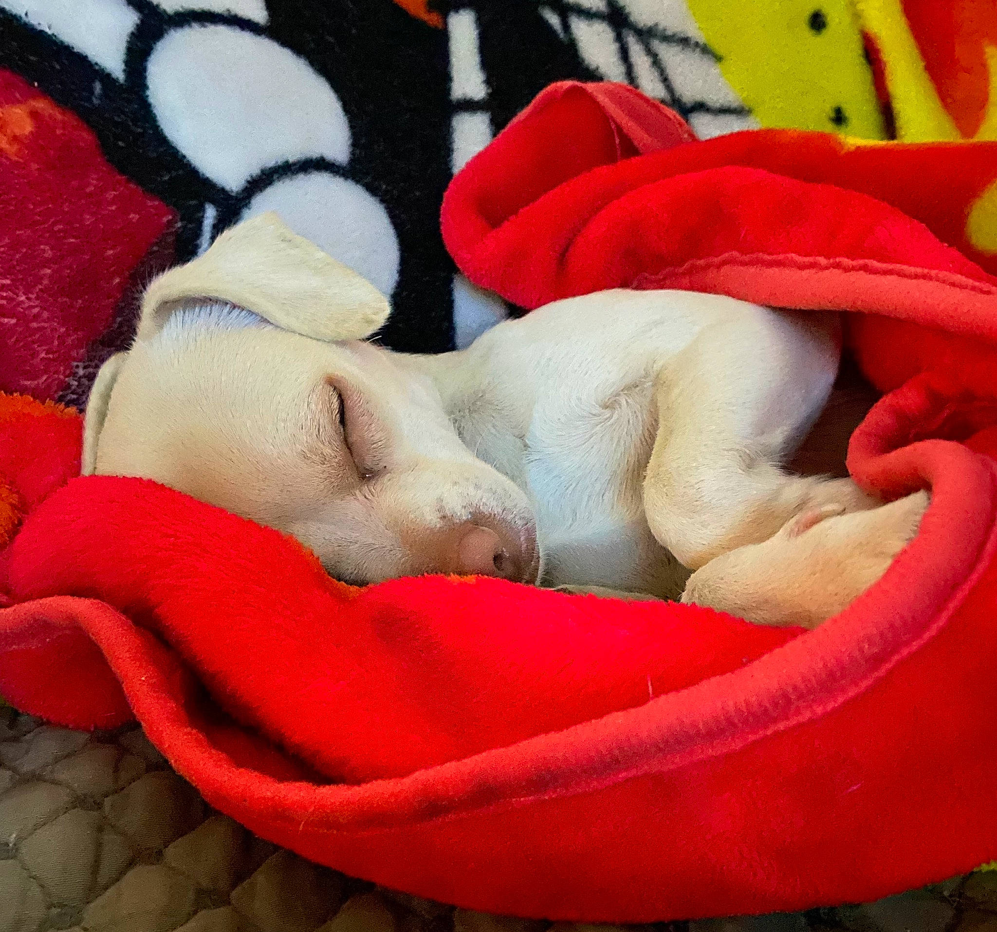 Precious is registered to the contest to win money with this photo: canidae, carnivore, companion_dog, dog, dog_breed, nap, puppy, puppy_love, red, sleep, sporting_group