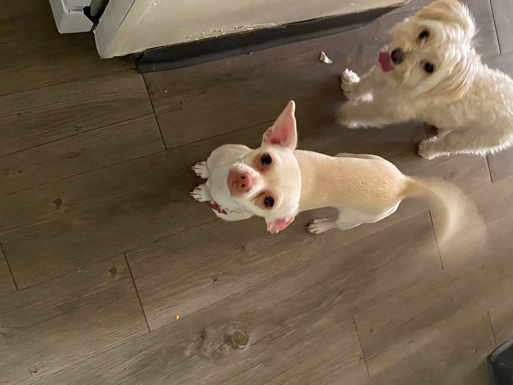 Precious is registered to the contest to win money with this photo: canidae, carnivore, companion_dog, dog, dog_breed, fawn, floor, flooring, french_bulldog, hardwood, mammal, non_sporting_group, puppy, puppy_love, snout, sporting_group, tail, toy_dog, vertebrate, wood