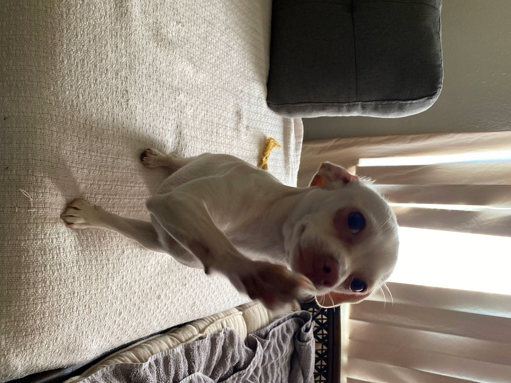 Precious joined the competition — help win amazing prizes! carnivore, cat, fawn, felidae, mammal, peterbald, singapura, small_to_medium_sized_cats, snout, tail, whiskers