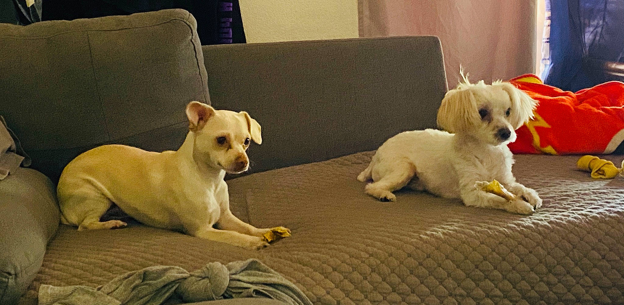 Precious is registered to the contest to win money with this photo: ancient_dog_breeds, canidae, carnivore, companion_dog, dog, dog_breed, fawn, mammal, non_sporting_group, puppy, puppy_love, rare_breed_dog, snout, sporting_group, tail, toy_dog, vertebrate