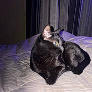 Malachi joined the competition — help win amazing prizes! cat, black_cat, pet, animal, feline, lying_down, bed, bedroom, bedding, blanket, curtains, indoor, portrait, flash_photography, purple_lighting, dark_fur, whiskers, ears, relaxed, home_decor