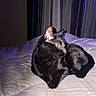 cat, black_cat, pet, animal, feline, lying_down, bed, bedroom, bedding, blanket, curtains, indoor, portrait, flash_photography, purple_lighting, dark_fur, whiskers, ears, relaxed, home_decor